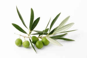Olive Leaf